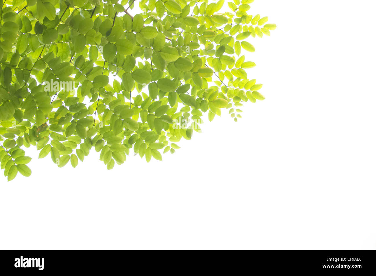 Foglie verdi sfondo bianco Foto Stock