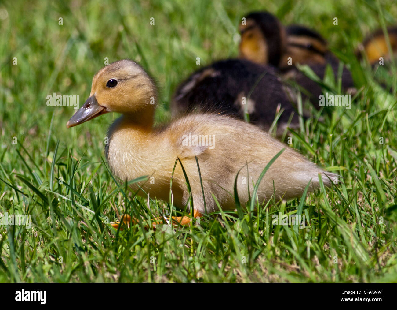 Golden anatroccolo il germano reale (Anas platyrhynchos), Nord Italia Foto Stock