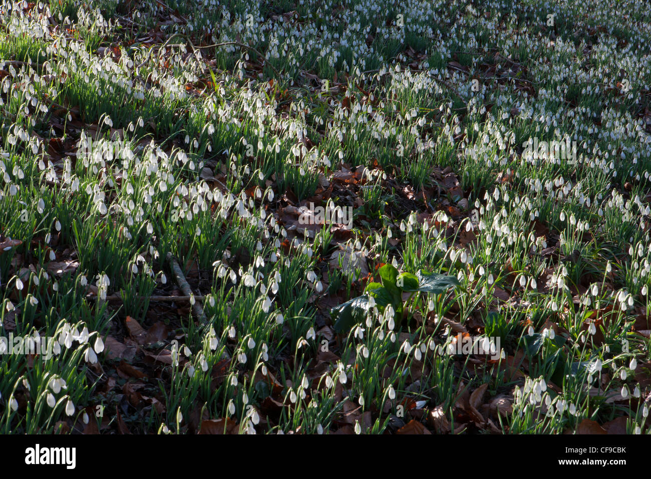 Gocce di neve giardini di nevi nel bosco al Painswick Rococo Garden, Gloucestershire, Inghilterra Regno Unito, febbraio inverno Foto Stock