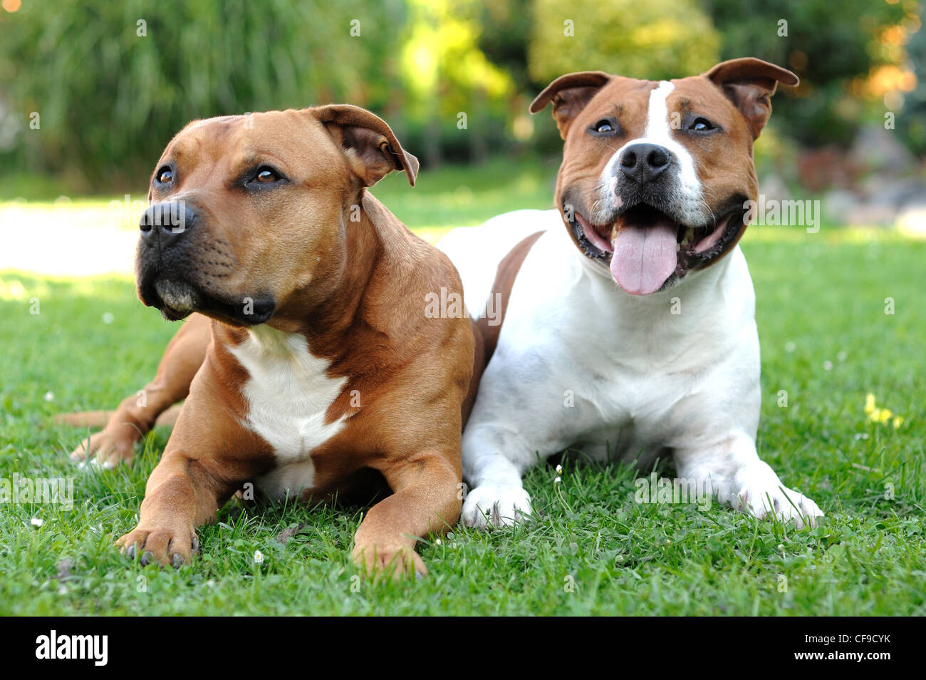 Due American Staffordshire terrier sdraiati sull'erba. Foto Stock