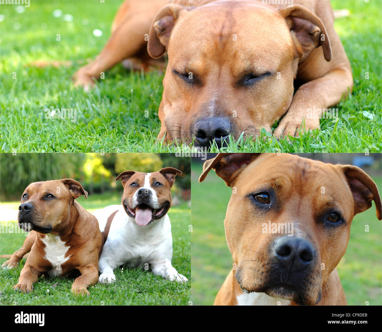 Collage foto con American Staffordshire bull terrier sdraiati sull'erba. Foto Stock