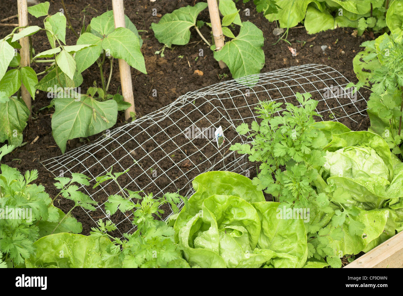 Piccolo 'catch crop' letto di seme con rete metallica di protezione, Norfolk, Regno Unito, maggio Foto Stock