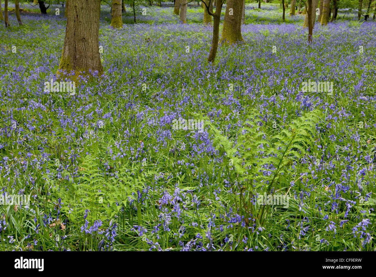 Bluebells Hyacinthoides non scripta nel bosco di faggio Foresta di Dean Gloucestershire Foto Stock
