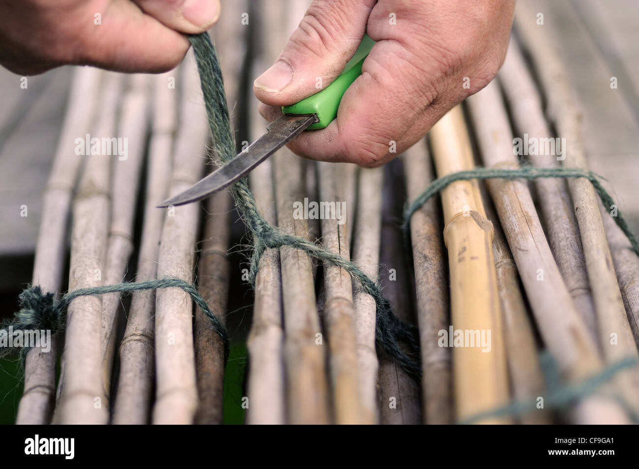 I giardinieri di mani di taglio utilizzate spago per legare in su giardino canne, Norfolk, Regno Unito, ottobre Foto Stock