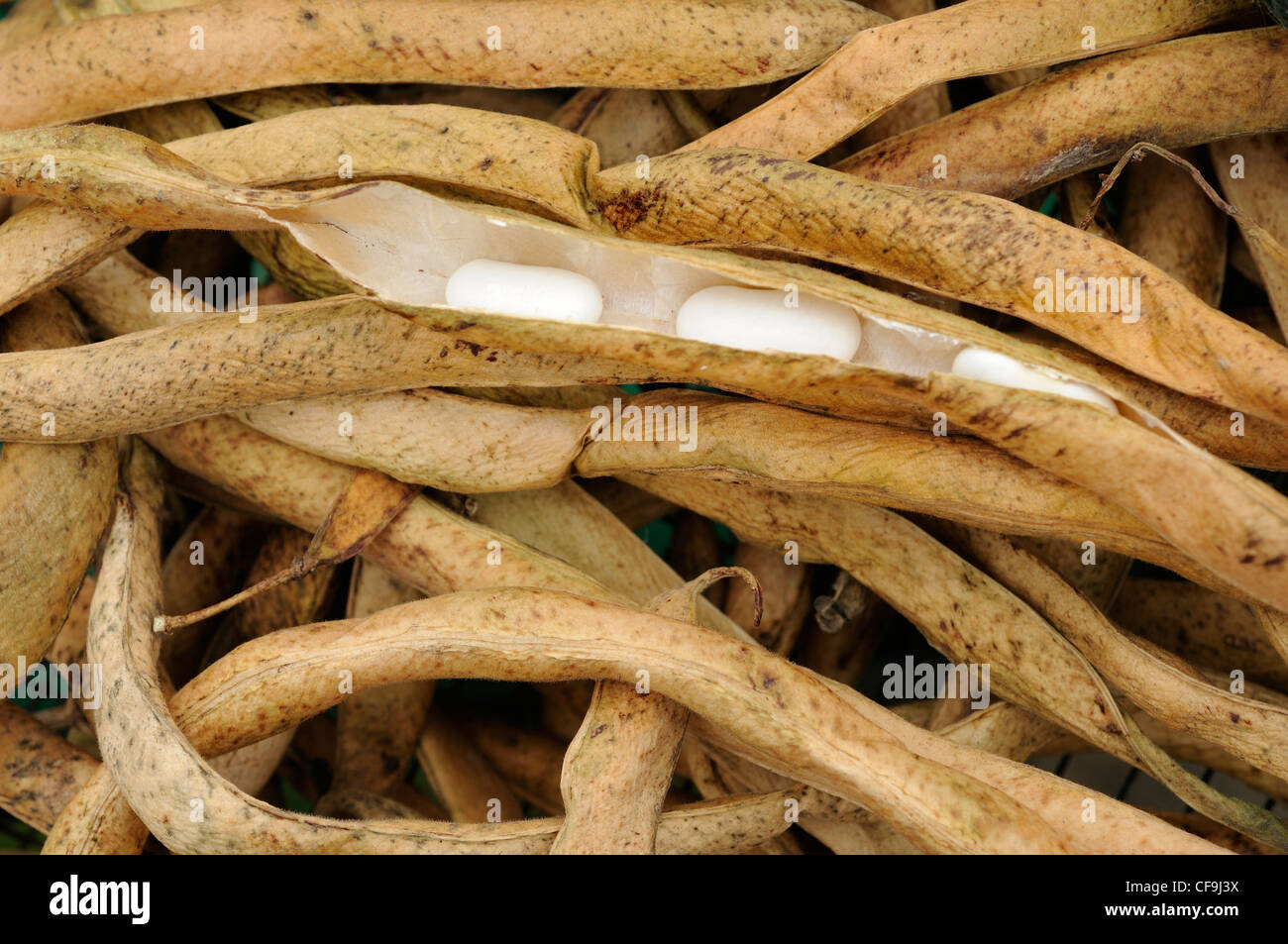 Runner bean ( dama bianca) baccelli, essiccato e pronto per la produzione dei prossimi anni sementi, Norfolk, Regno Unito, ottobre Foto Stock