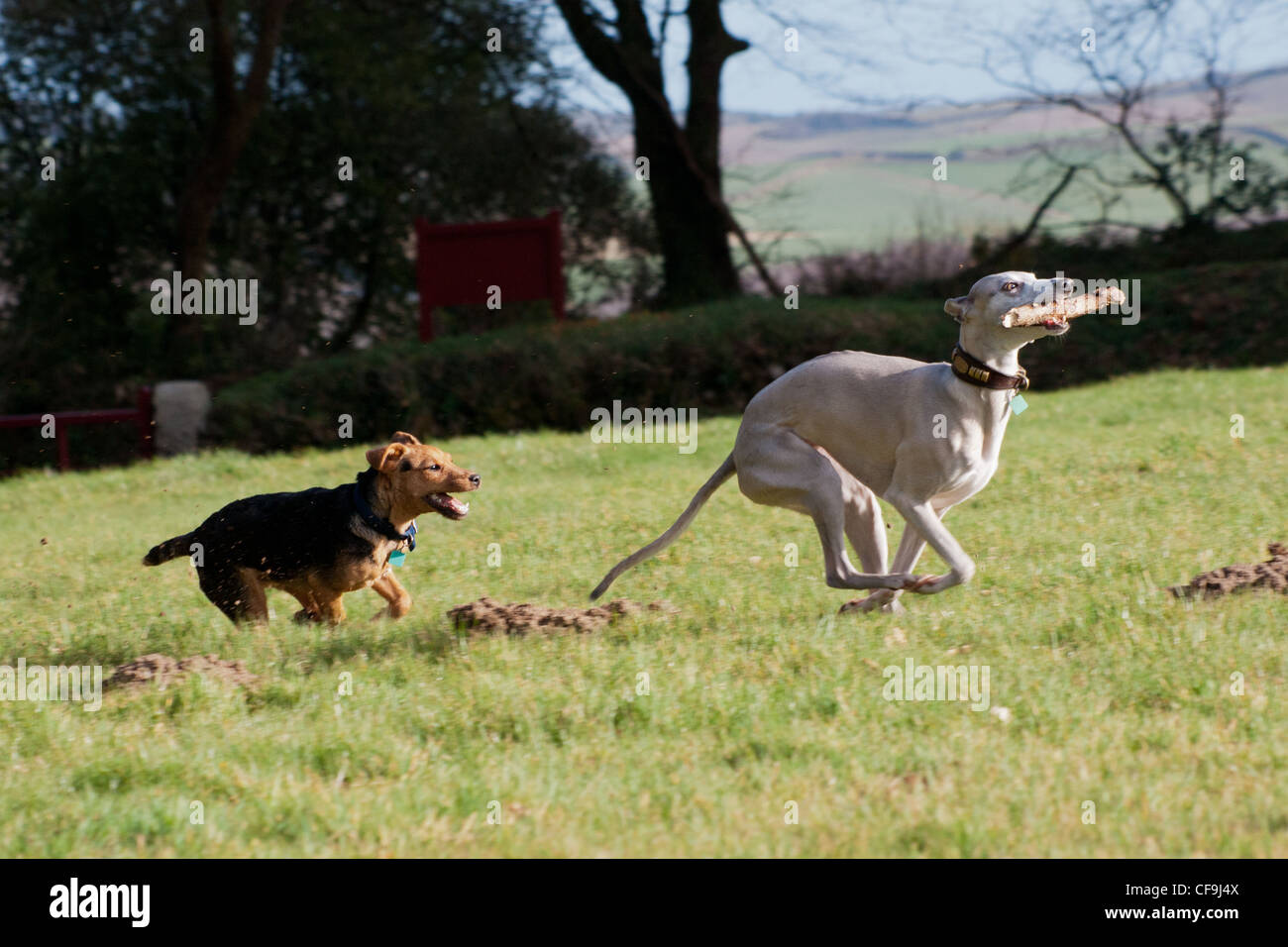 Cani che corrono Foto Stock