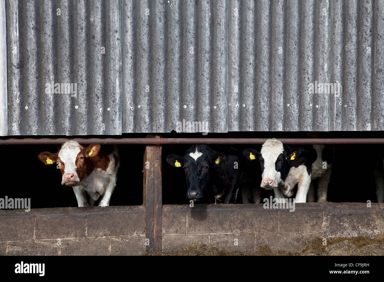 Holstein Heifers mucche; bestiame nel fienile invernale a West Burton, Wensleydale, North Yorkshire National Park, Regno Unito Foto Stock