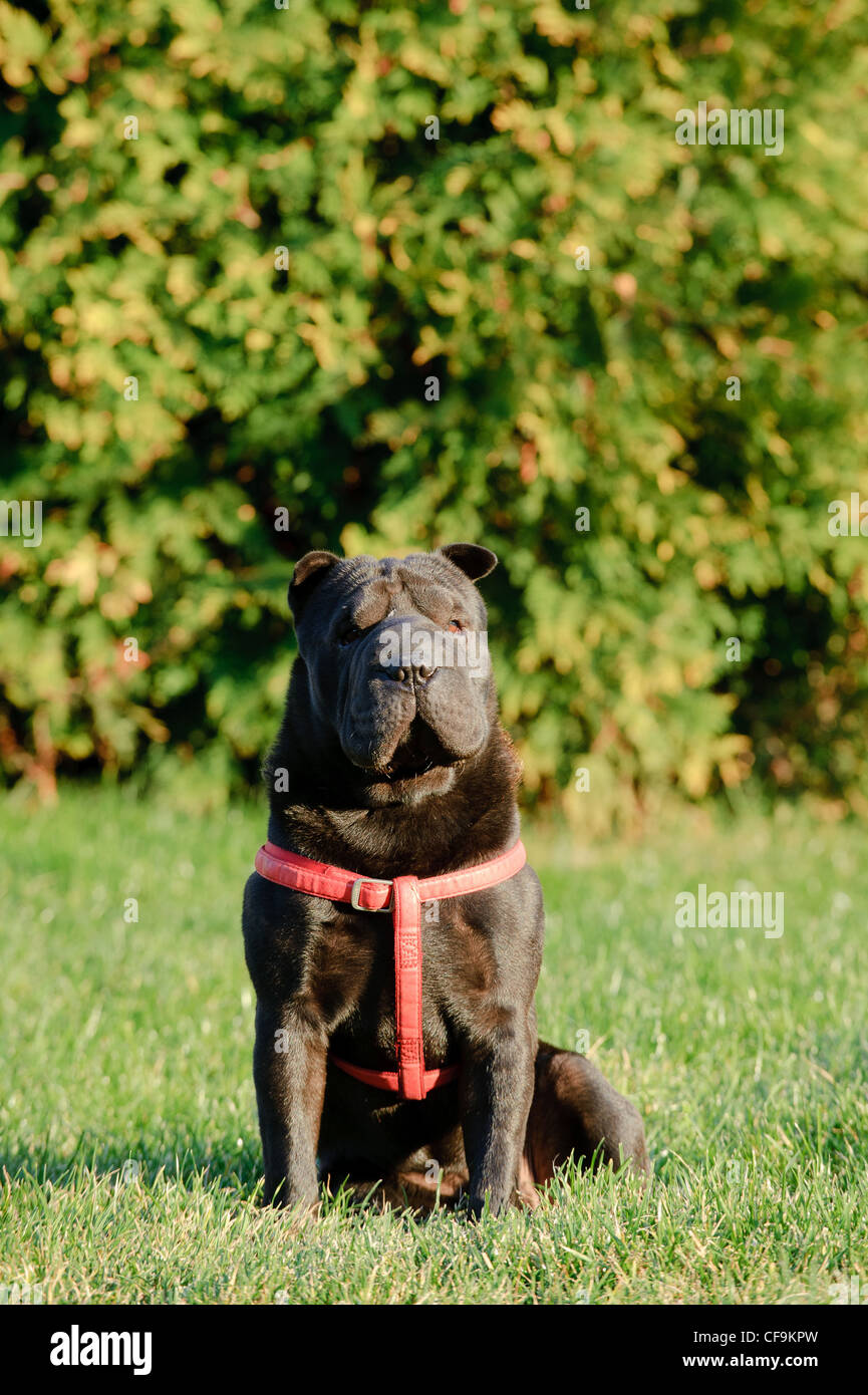 Shar-pei ritratto di cane in giardino Foto Stock