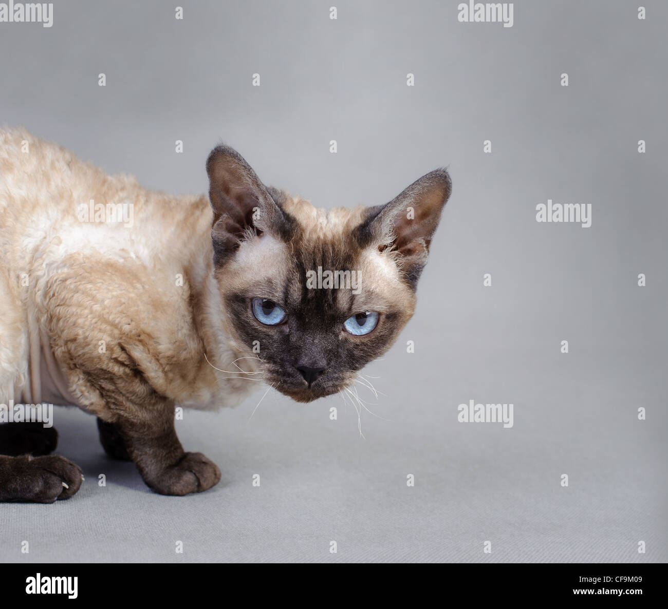 Gatto del Devon Rex Foto Stock