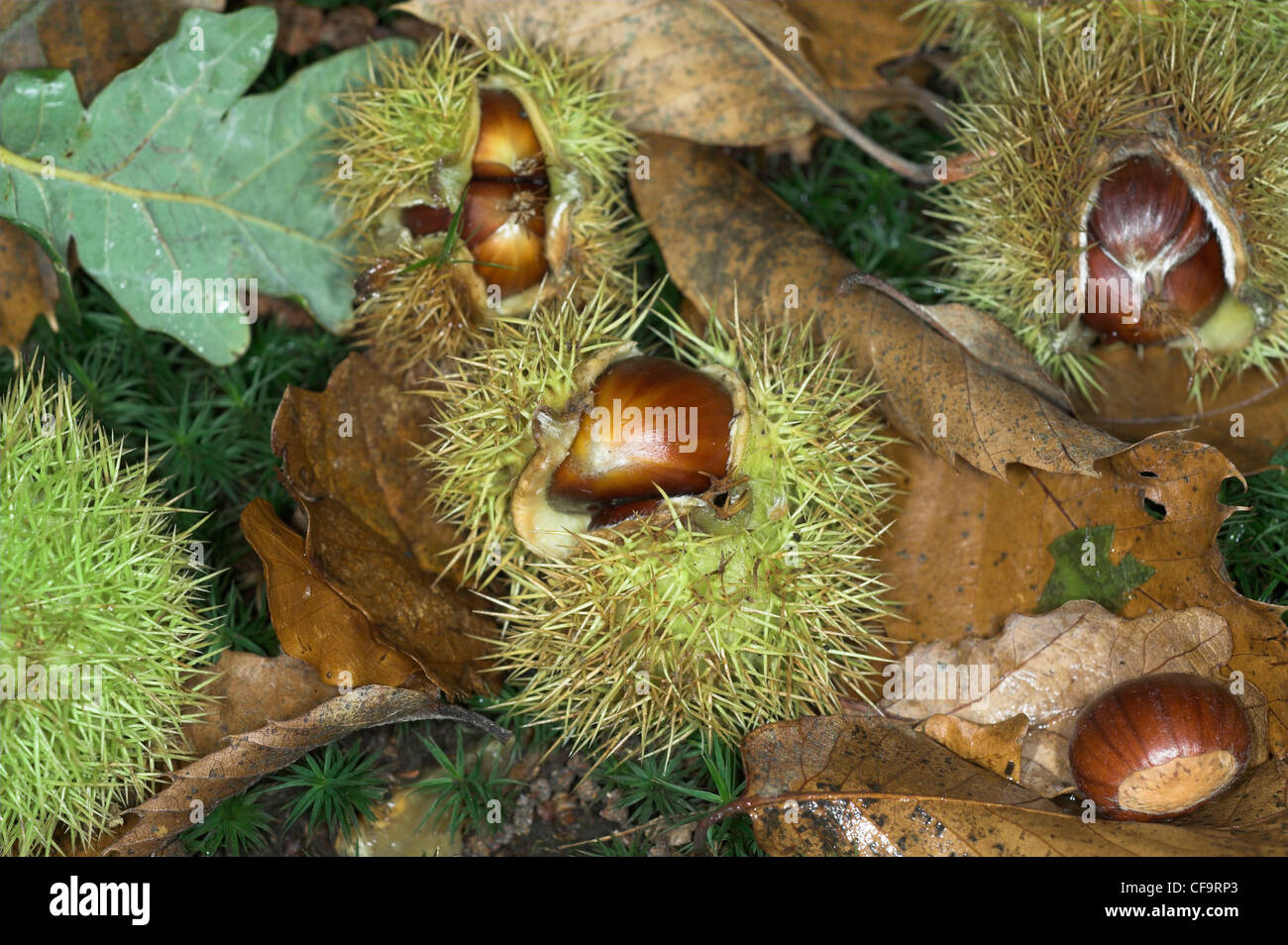 Sweet Chesnut (castanea savita) dadi sul pavimento del bosco, Norfolk, Regno Unito, ottobre Foto Stock