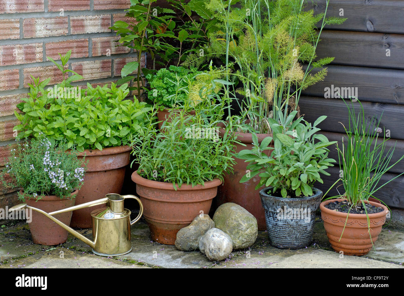 Erbe aromatiche in vaso in un angolo del giardino REGNO UNITO Foto Stock