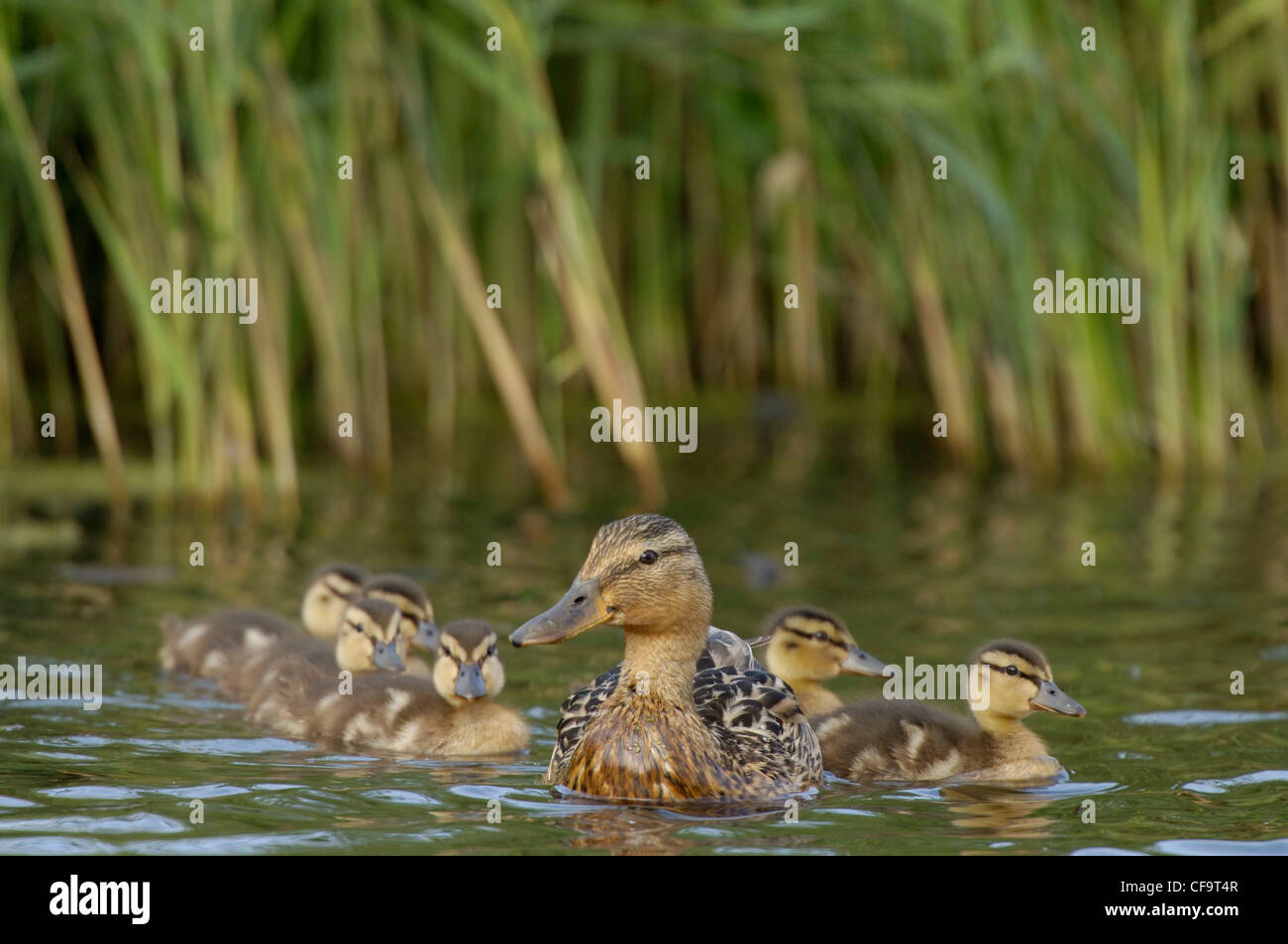 Germano reale Anas platyrhynchos con giovani, Norfolk, Regno Unito Foto Stock