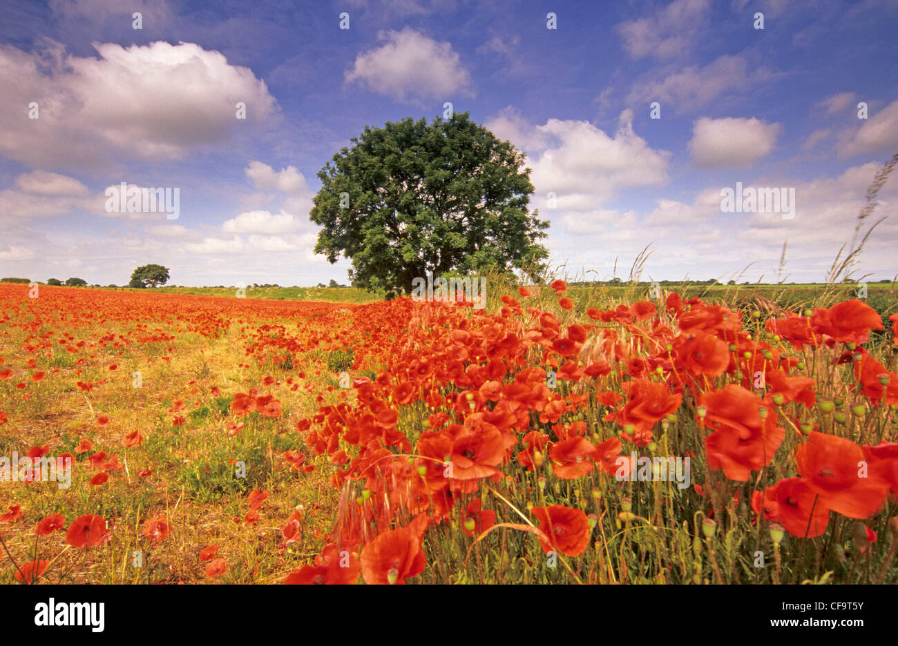 Poppies in North Norfolk, Giugno, REGNO UNITO Foto Stock