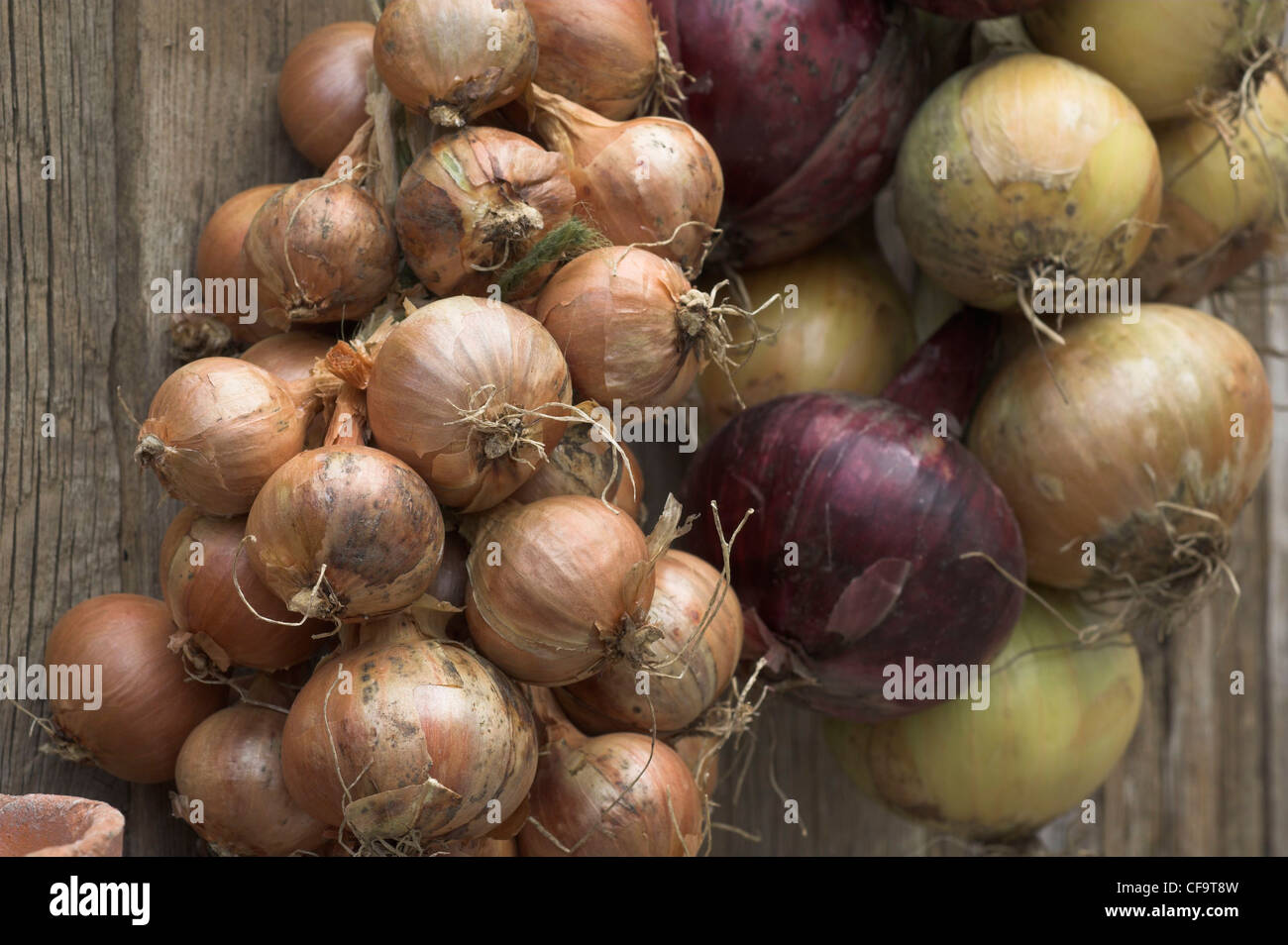 I grappoli di ripe di scalogni e cipolle Foto Stock