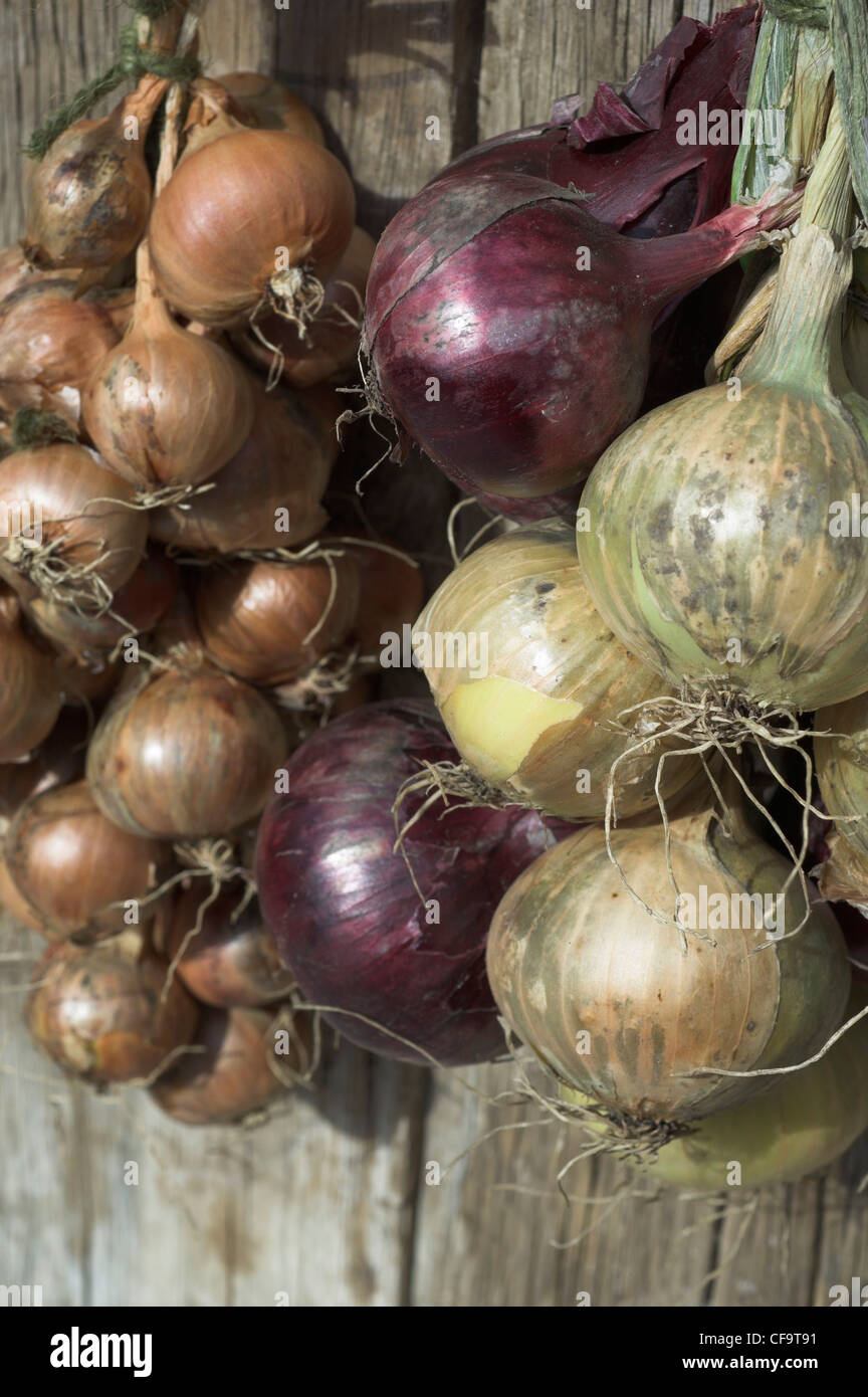 I grappoli di ripe di scalogni e cipolle Foto Stock