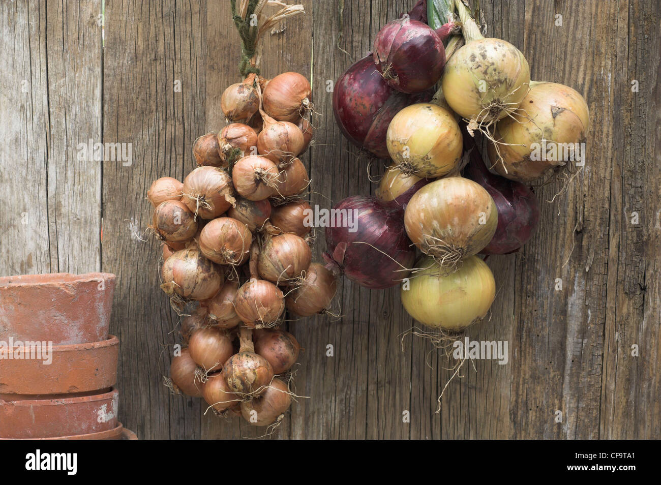 I grappoli di ripe di scalogni e cipolle Foto Stock