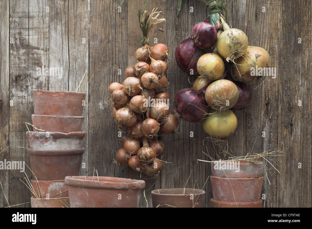 I grappoli di ripe di scalogni e cipolle Foto Stock