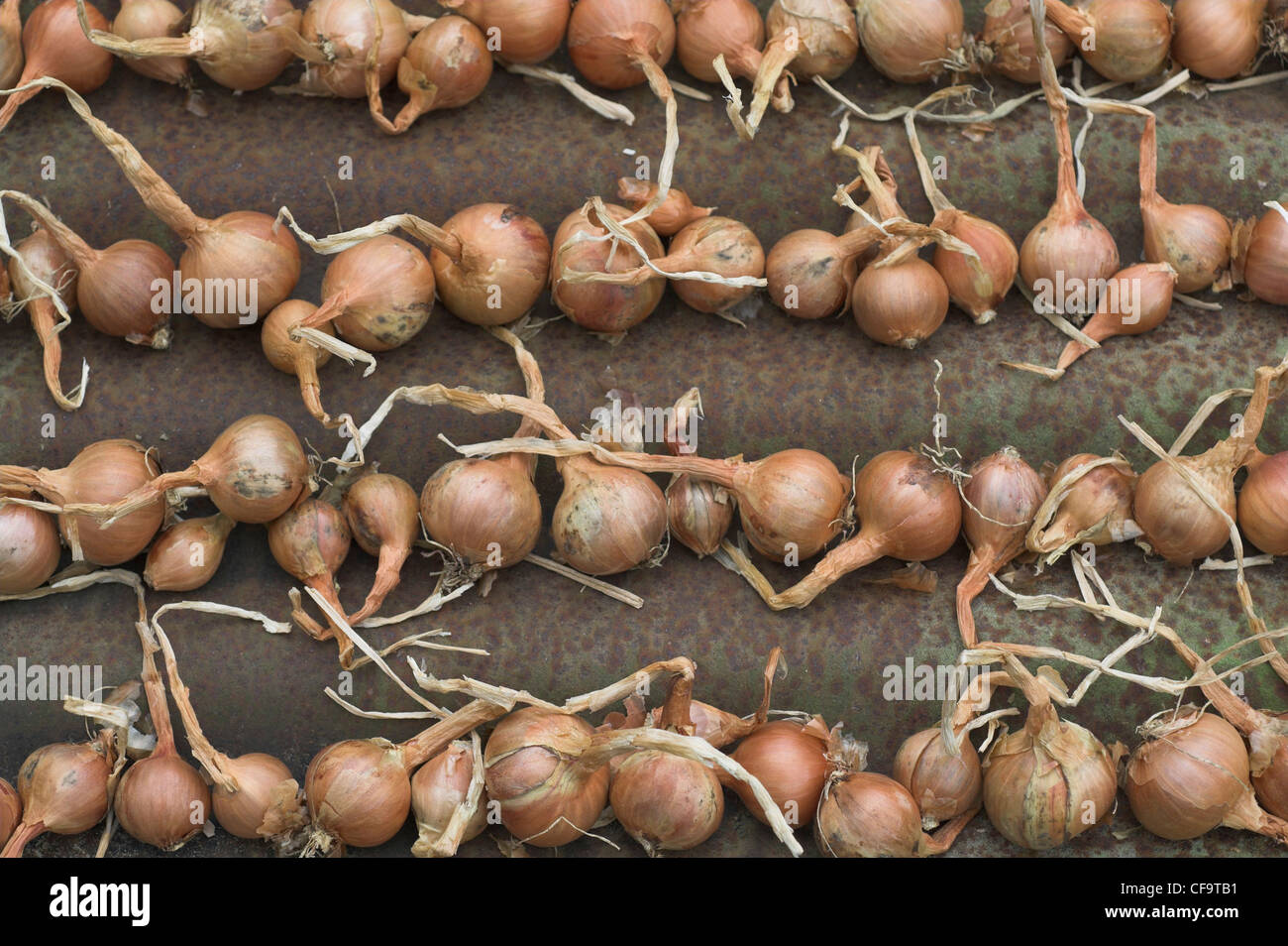 Scalogni essiccazione su ferro corrugato Foto Stock