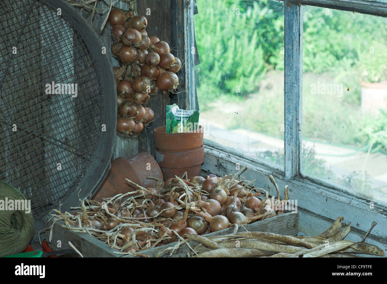 Banco di incapsulazione e finestra con scalogno e pronto per la semina. Foto Stock