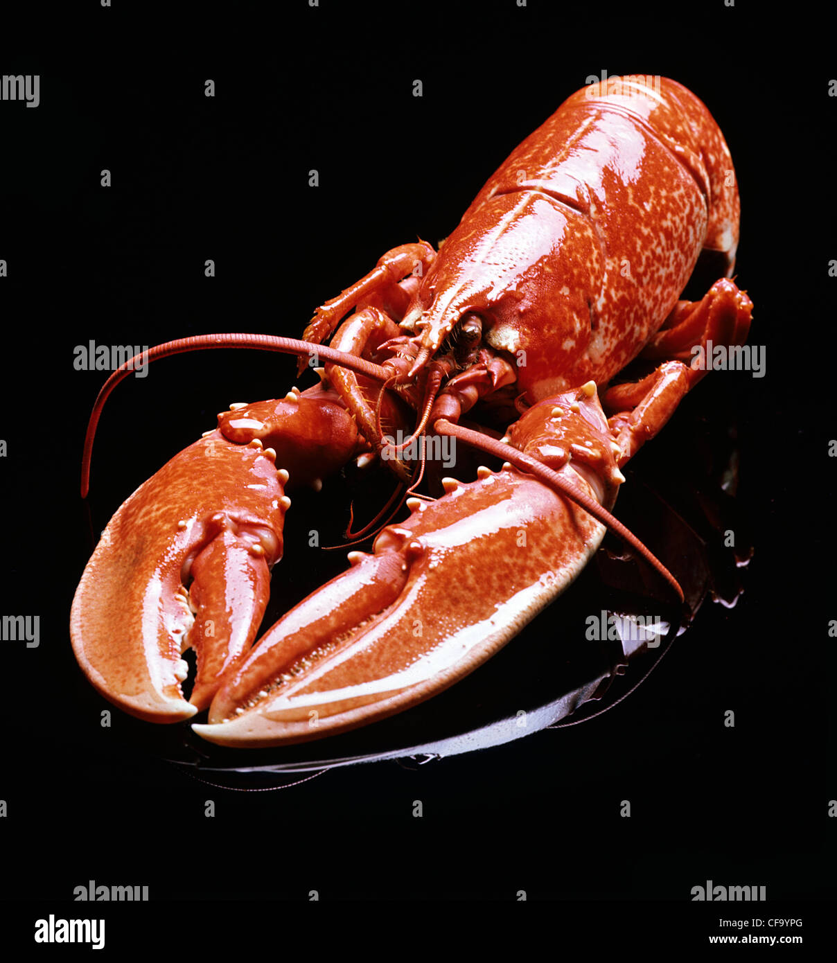 Ancora vita immagine di un red lobster Foto Stock