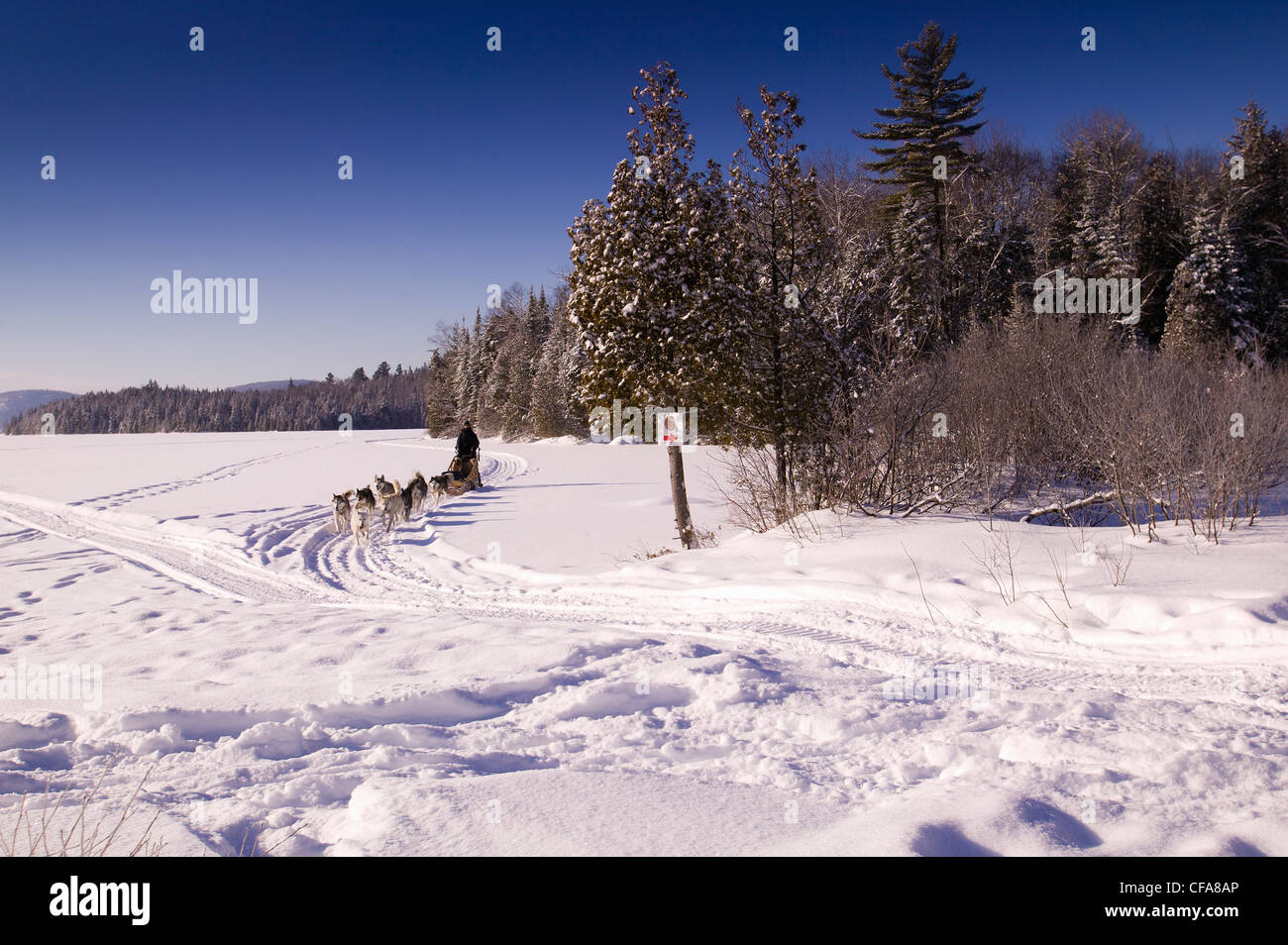 Dog pack della slitta di trazione nel paesaggio innevato Foto Stock
