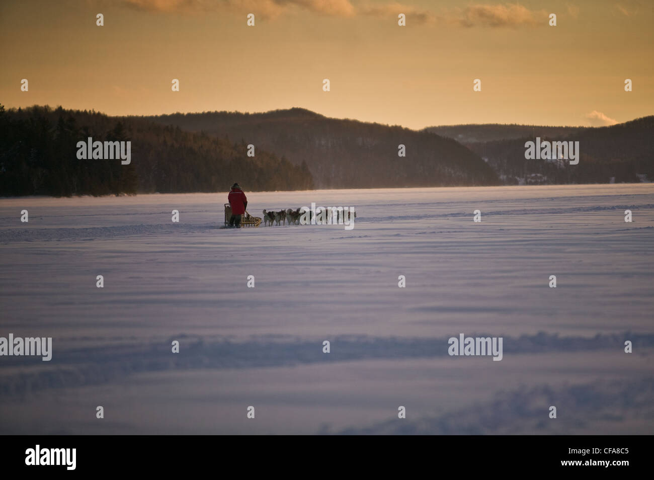 Dog pack della slitta di trazione nel paesaggio innevato Foto Stock