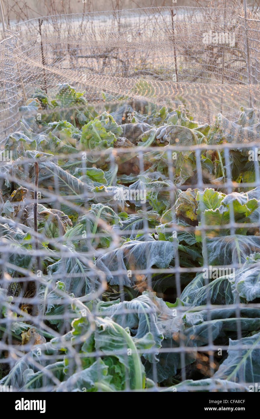 Brassica impianti disciplinati in rete per la protezione degli uccelli su un gelido mattino, Norfolk, Regno Unito, dicembre, Foto Stock