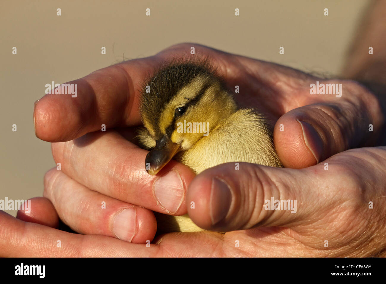 Adorabili, cura, carino, anatra Creek, anatroccolo, mano, aiuto, indifesi, grazioso, germano reale, palm, protezione, protettivo, Richardson, SAF Foto Stock