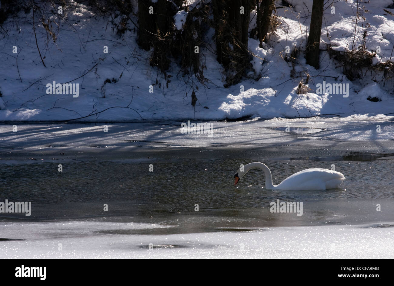 Il White Swan nel fiume congelato. Foto Stock