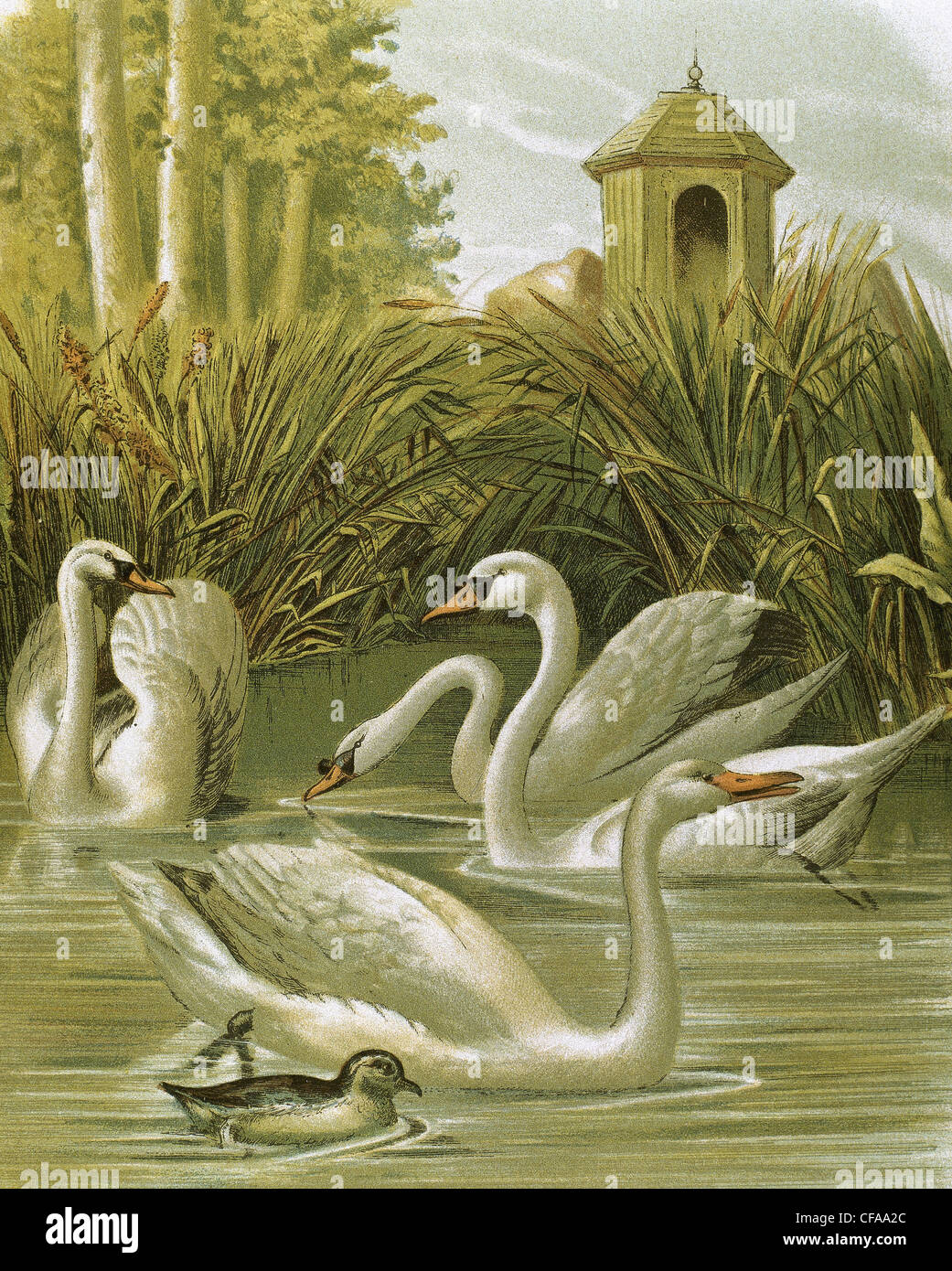 Il White Swan. Xix secolo incisione. Foto Stock