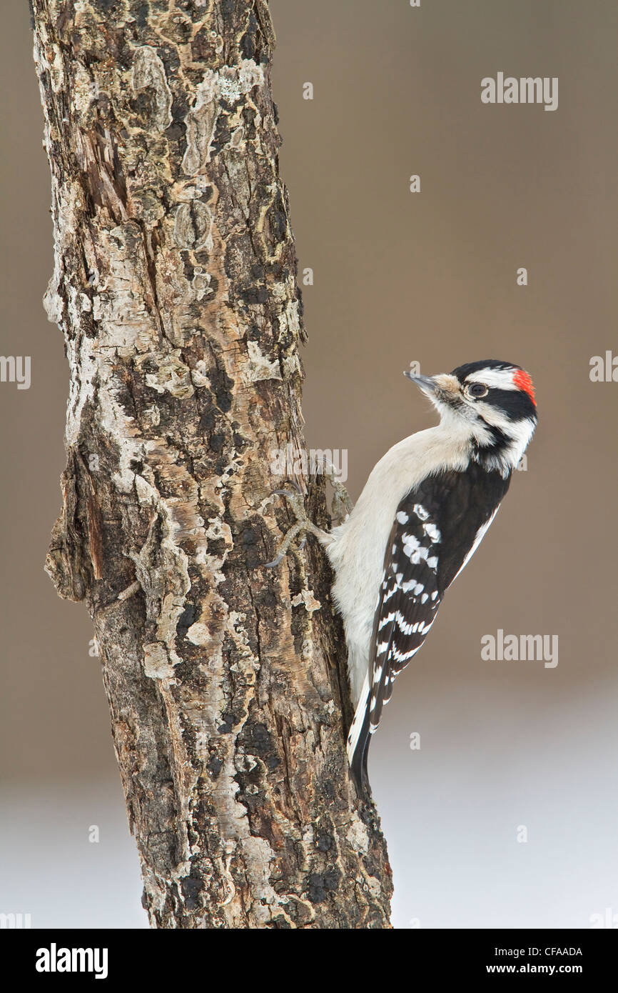 Maschio Picchio roverella (Picoides pubescens) appollaiato su un tronco di albero. Foto Stock