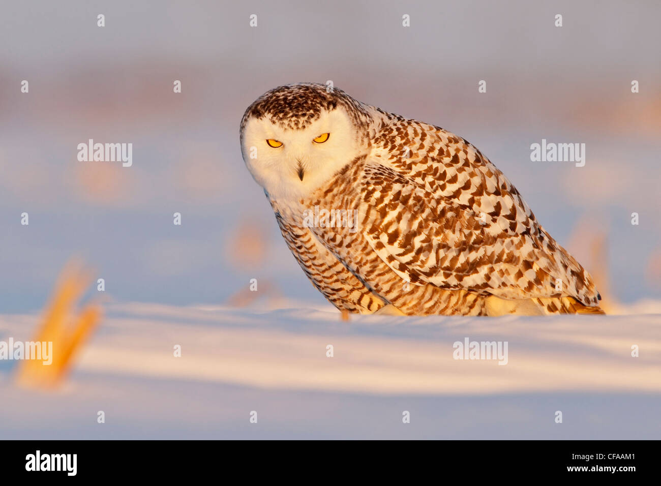 Civetta delle nevi (Bubo scandiacus) nella neve. Foto Stock