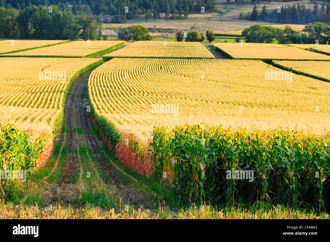 La raccolta di campi di mais in Coldstream, British Columbia, Canada Foto Stock