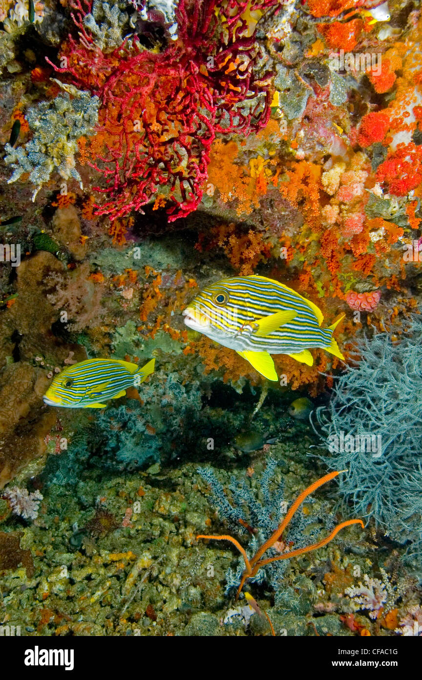 Striped sweetlips sotto la sporgenza di corallo, Raja Ampat, Indonesia Foto Stock
