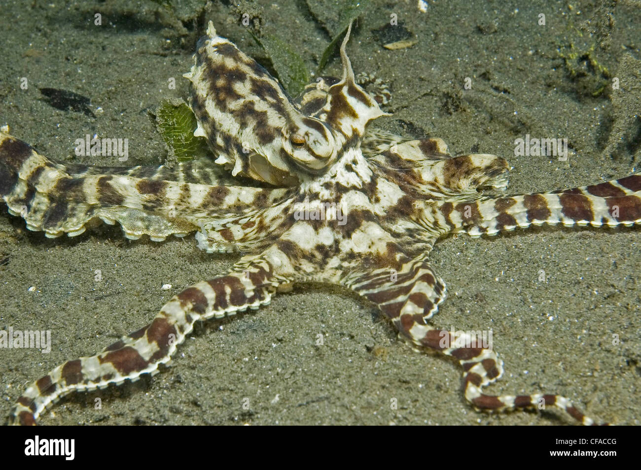 Mimic Octopus, Lembeh Straits, Manado, Indonesia Foto Stock
