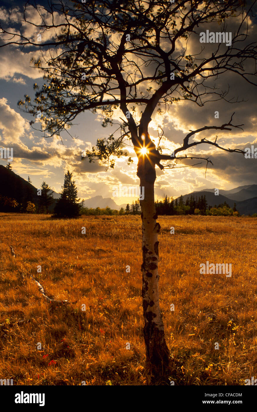 Sun scoppiare attraverso un albero di ontano in Bow Valley Provincial Park, Alberta, Canada. Foto Stock