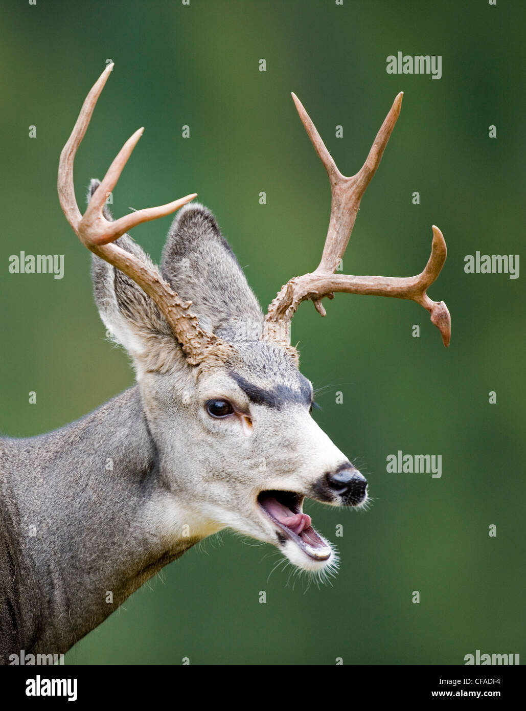 Un buck mulo cervo con corna, Parco Nazionale dei laghi di Waterton, Alberta, Canada. Foto Stock