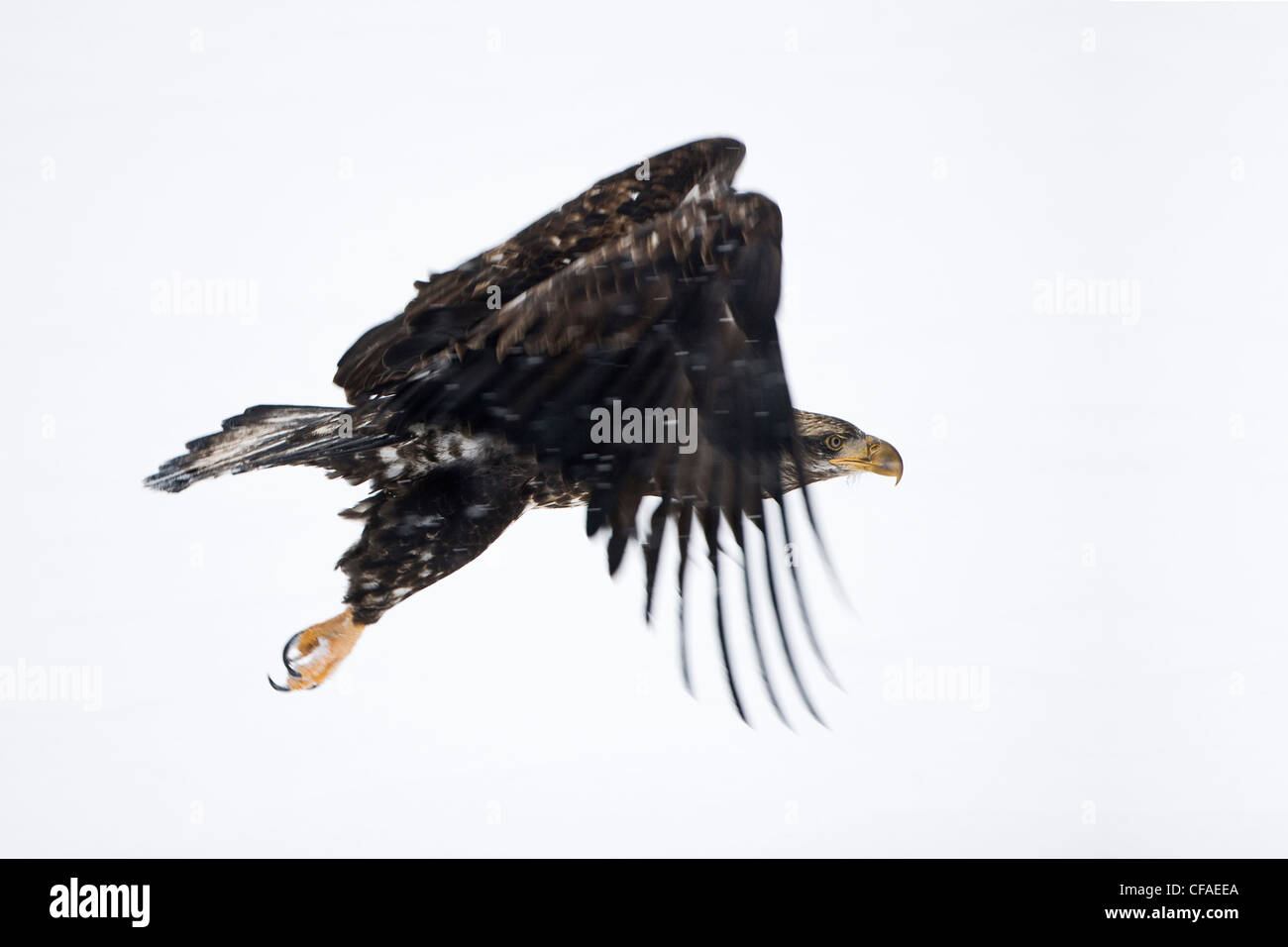 Aquila calva (Haliaeetus leucocephalus), capretti in tempesta di neve, Mamquam River, British Columbia. Foto Stock
