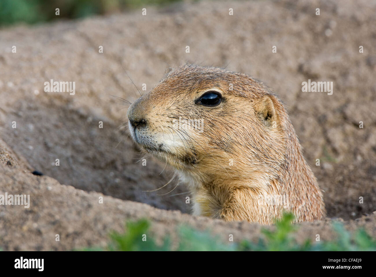 Nero-tailed prairie dog (Cynomys ludovicianus), a scavano, Golden, Colorado. Foto Stock