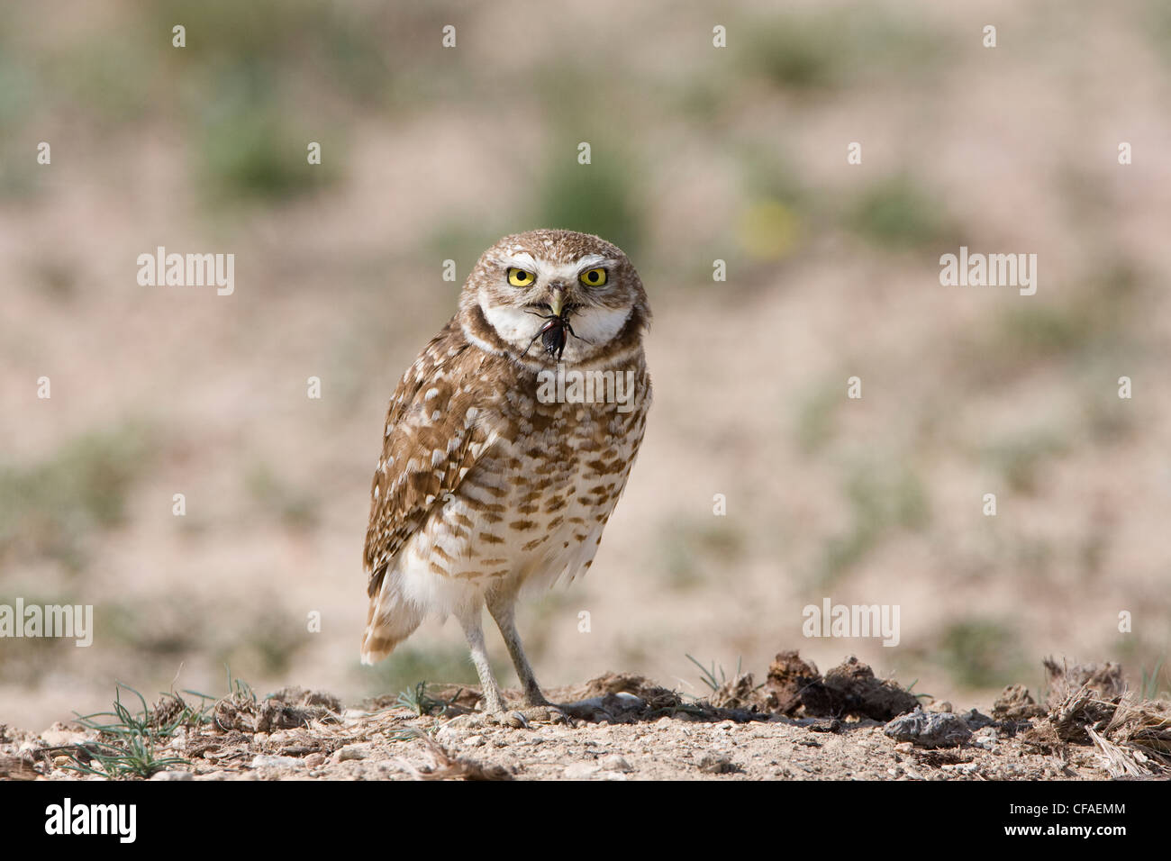 Scavando owl Athene cunicularia campo maschio Foto Stock