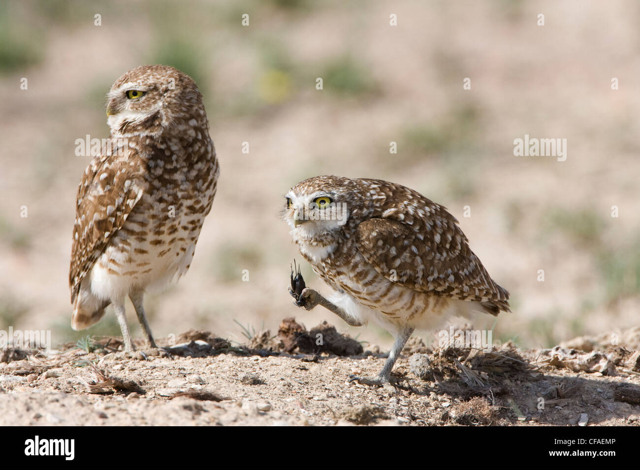 Scavando owl Athene cunicularia sinistra maschio Foto Stock