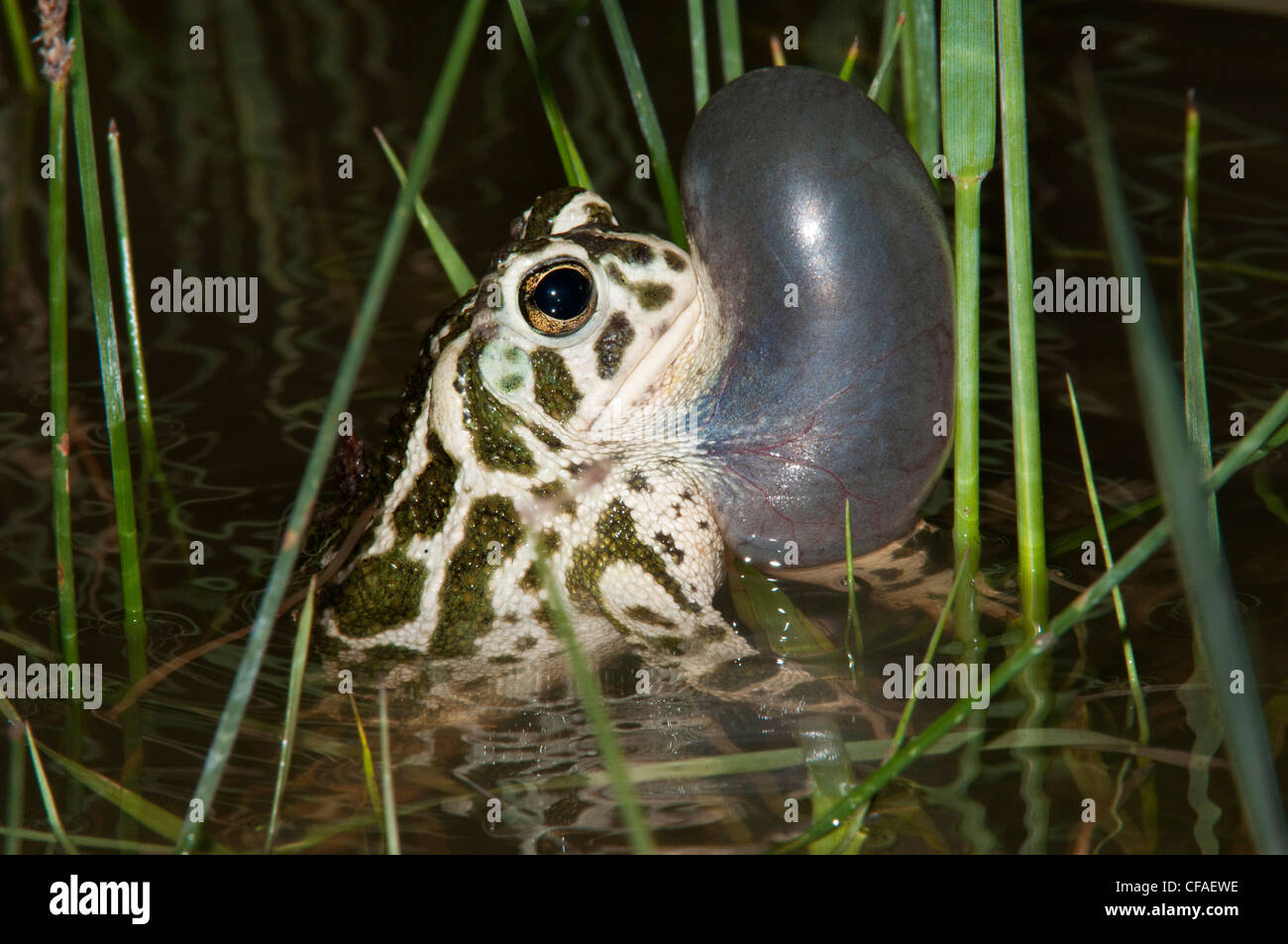 Great Plains toad Bufo cognatus male vocal sac Foto Stock