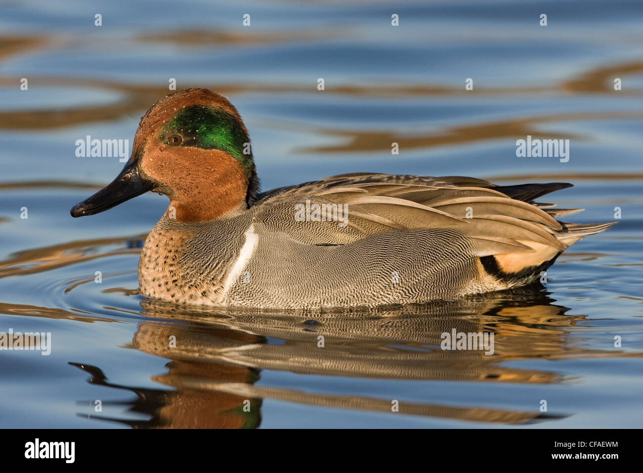 Verde-winged teal (Anas crecca), maschio, Burnaby Lago, Burnaby, British Columbia. Foto Stock