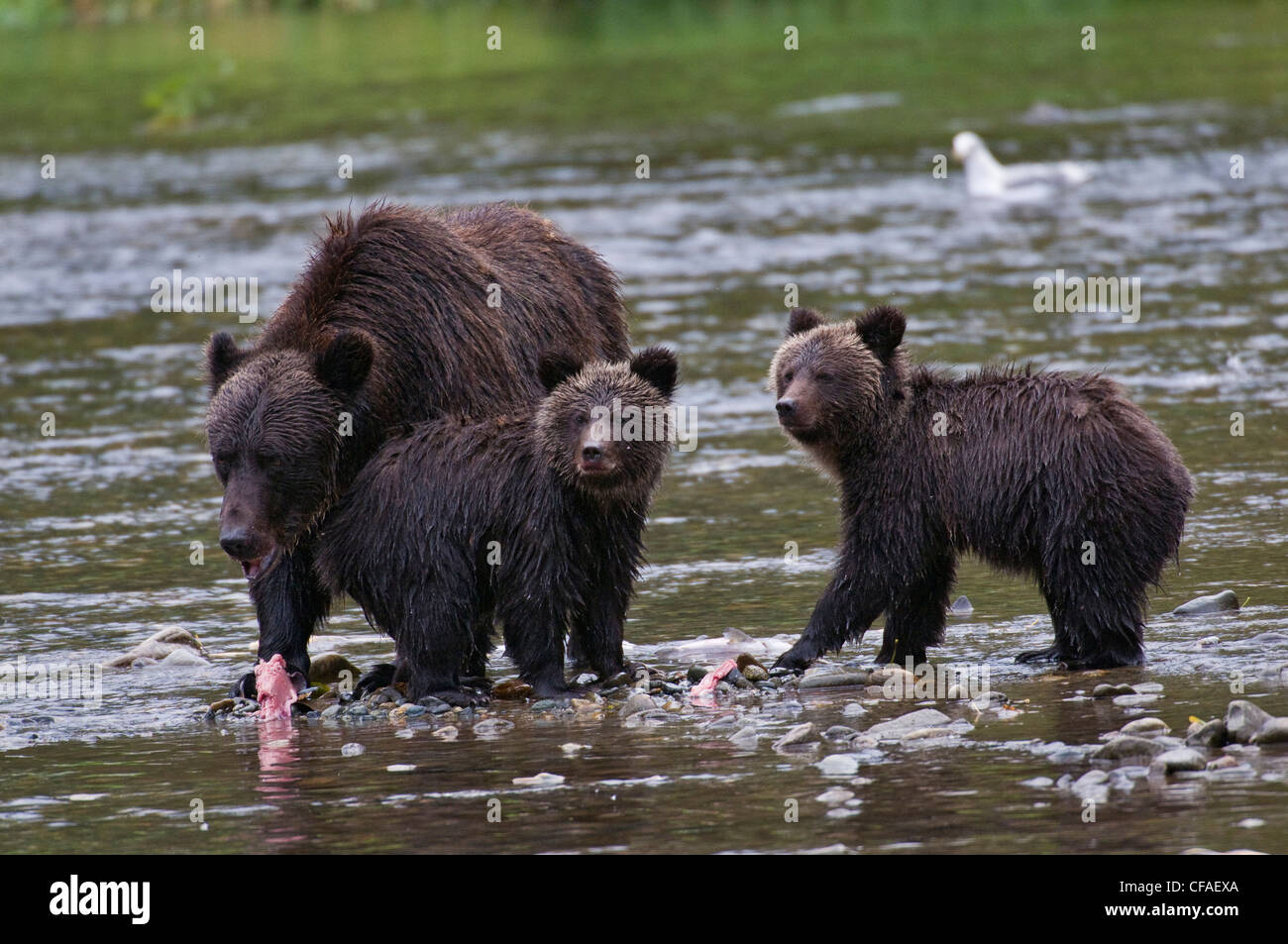 Orso grizzly (Ursus arctos horriblis), femmina e lupetti dell'anno mangiare salmone (Oncorhynchus sp.), costiere della Columbia Britannica. Foto Stock