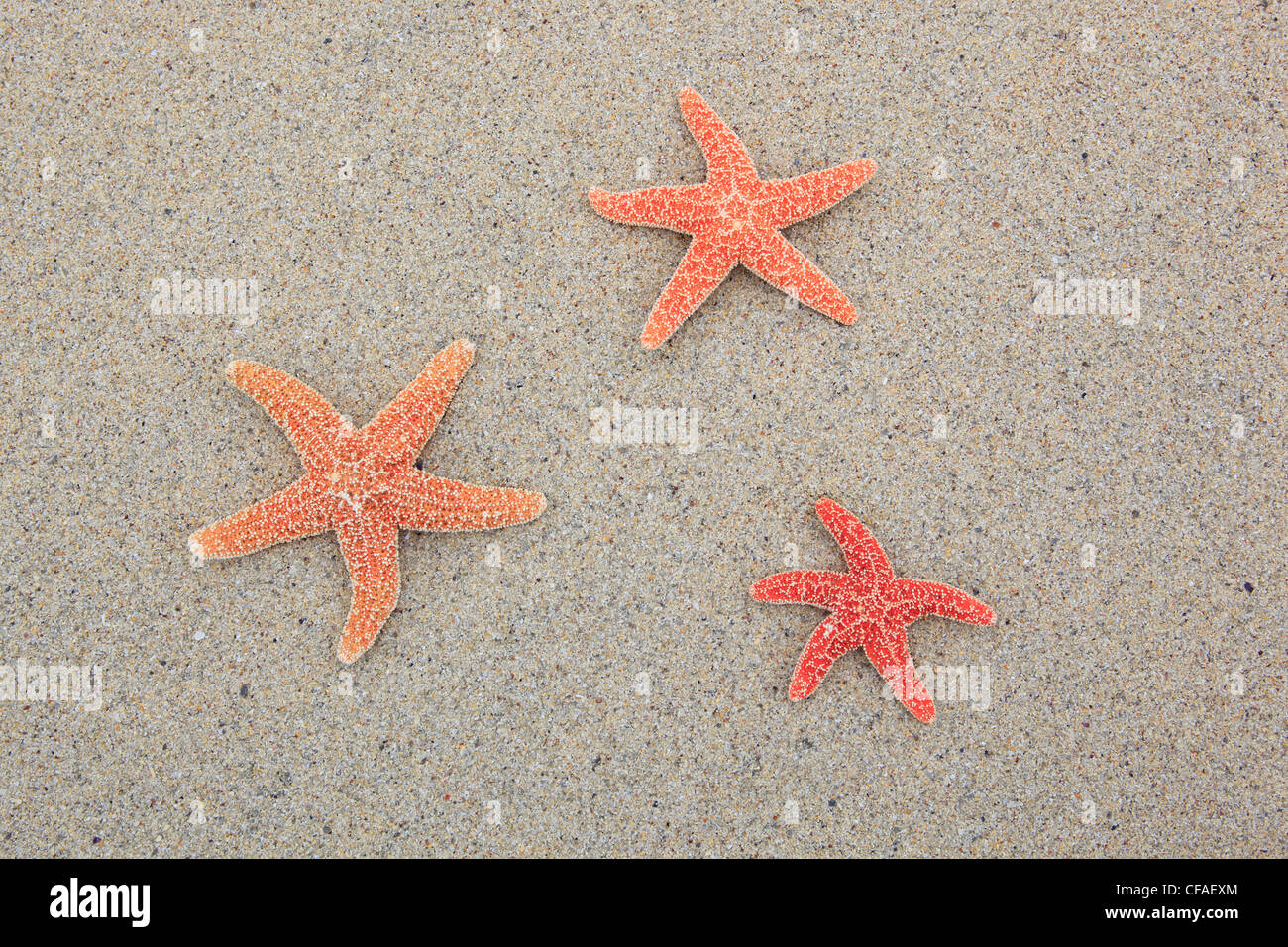 Gran Bretagna, costa, mare, animale marino, natura, mare del nord, sabbia, spiaggia di sabbia, Scozia, starfishes, spiaggia, mare, Sutherland Foto Stock