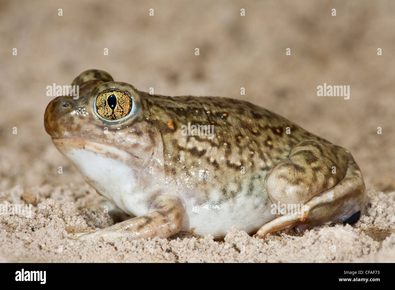 Le pianure spadefoot toad (Spea bombifrons), vicino a Pawnee prateria nazionale, Colorado. (Temporaneamente vincolato) Foto Stock