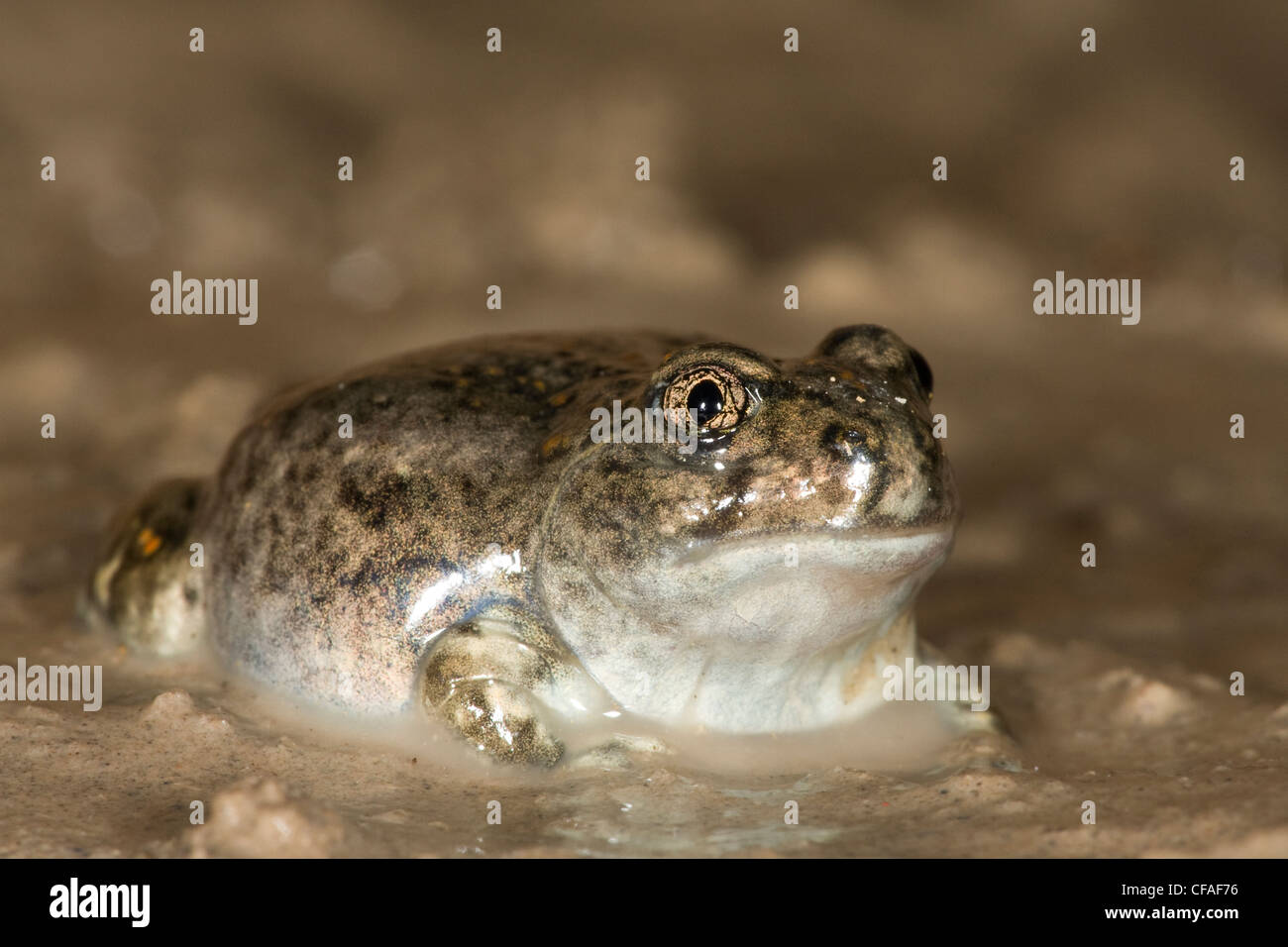 Le pianure spadefoot toad (Spea bombifrons), appena trasformato da tadpole, vicino Pawnee prateria nazionale, Colorado. Foto Stock