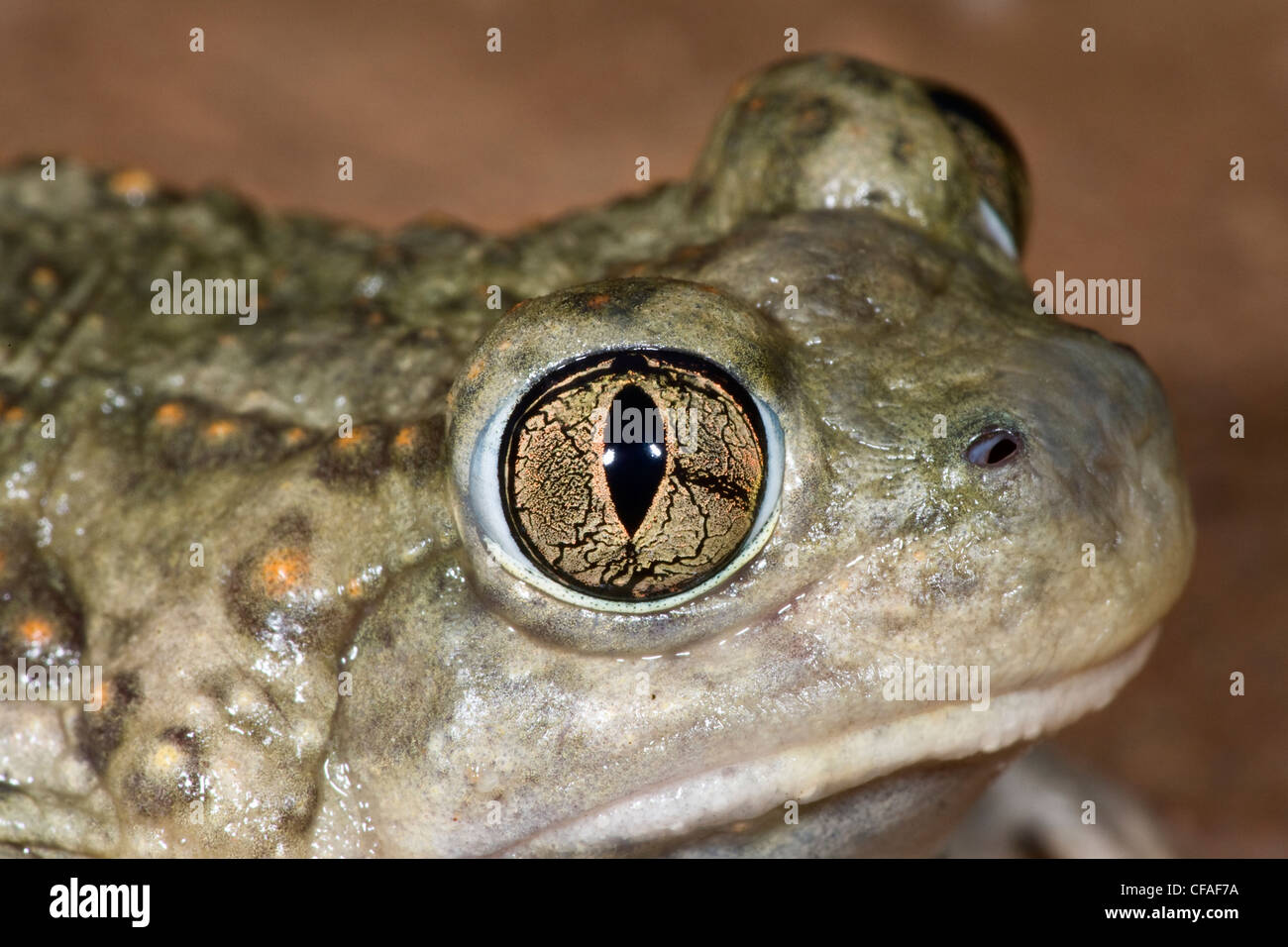 Le pianure spadefoot toad Spebombifrons vicino Pawnee Foto Stock