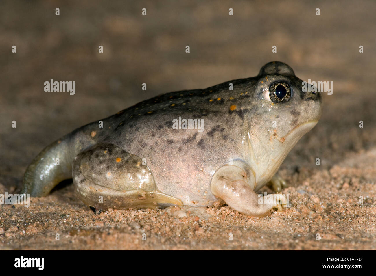 Le pianure spadefoot toad Spebombifrons appena Foto Stock