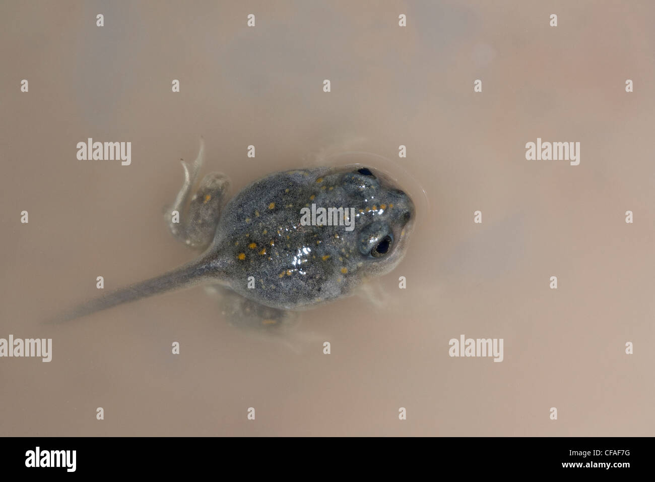 Le pianure spadefoot toad (Spea bombifrons), tadpole, vicino Pawnee prateria nazionale, Colorado. (Temporaneamente vincolato) Foto Stock